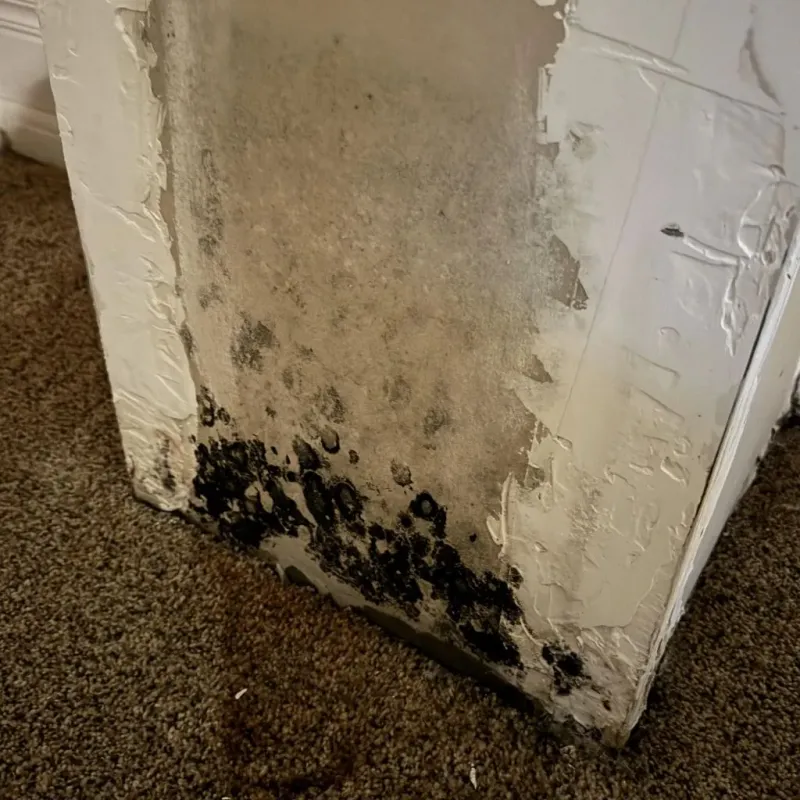 Professional Mold Removal in Newport, VT